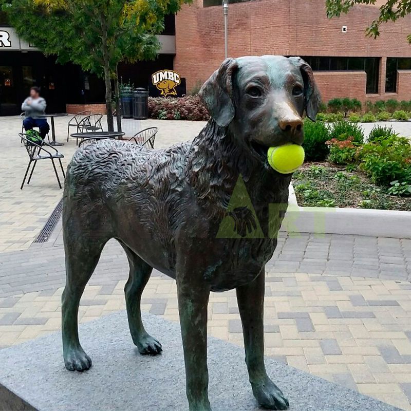 A Labrador that helps pick up a baseball